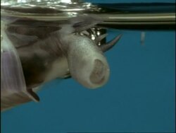 BCU mouth of Violet Sea Snail (Janthina), Bermuda Stock Footage