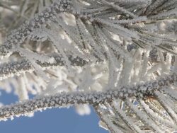 CU PAN View of frosty conifer branch / Yellowstone National Park, Wyoming, United  Stock Footage