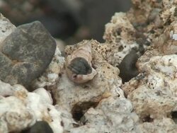 Hermit crab Stock Footage