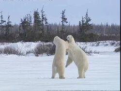 Polar bears (Ursus maritimus) play fighting, near Churchill, Manitoba, Canada Stock Footage