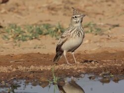 Crested Lark (Galerida cristata) near water, Israel Stock Footage
