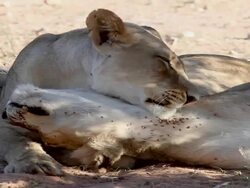 A Lioness grooming another, Kgalagadi Transfrontier Park, Northern Cape Province, South Africa Stock Footage