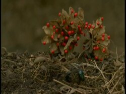 WA Dung Beetles moving dung ball, Bandhavgarh National Park, India Stock Footage