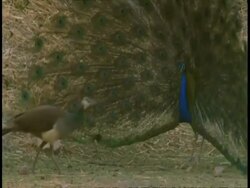 Male Peacock (Pavo cristatus) displaying to female, Bandhavgarh National Park, Madhya Pradesh, India Stock Footage
