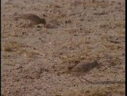 MS 2 Crested Larks foraging in sand, Gujarat, India Stock Footage