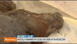Well-Preserved Woolly Mammoth Can Be Seen in Moscow News Clip