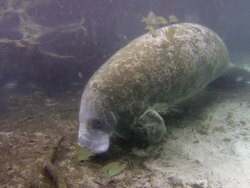 Sleeping florida manatee Stock Footage