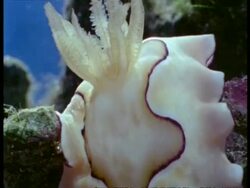 Sea Slug underwater, CU moving to/under camera on reef, Great Barrier Reef Stock Footage