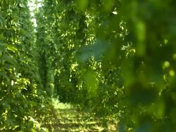 Hop Yard In The Sunlight Rack Focus (4K/UHD to HD) Stock Footage