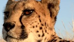 A cheetah watches the savanna. Stock Footage