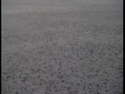 MS heavy rain on river, bird flies past, zoom out to forest lined banks, Amazon, South America Stock Footage