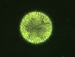 Volvox rotating. Each Volvox colony is composed of numerous flagellate plant cells embedded in the surface of a hollow sphere or Coenobium, containing an extracellular matrix of gelatinous glycoprotein. Stock Footage