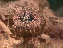Crocodile fish, eye and head shots Borneo, Malaysia, Southeast Asia Stock Footage