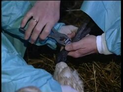 Birds frozen on the ice tricked by climate change News Clip