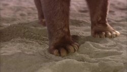 A bear walks across the sand and begins digging. Stock Footage