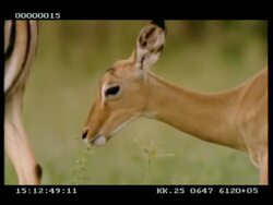 CU young Impala (Aepyceros melampus) grazing Stock Footage