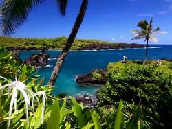 idyllic bay with palm tree and blue ocean, maui, hawaii Stock Footage
