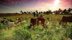 Civilizacion Instructional Video