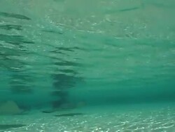 Stingrays Stock Footage