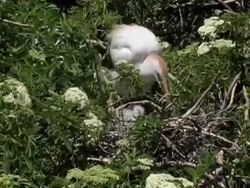 Cattle Egret With Chicks Stock Footage