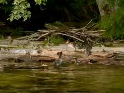 MS PAN American merganser and family climbing on log / Algonquin Provincial park, Ontario, Canada Stock Footage