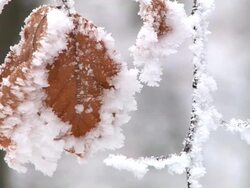 HD: Frosted leaves Stock Footage