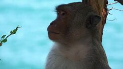 Macaque On Tree Stock Footage