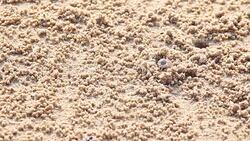 Little crab on a beach Stock Footage