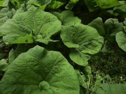 Humid Woods Vegetation Stock Footage