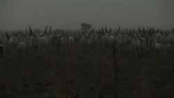 A cattle camp in South Sudan Stock Footage