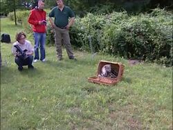 Presentation of new born snow leopard at Berlin animal park News Clip