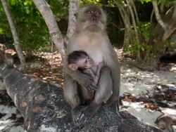 Macaque Monkey Stock Footage