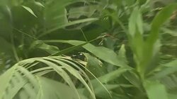 Butterflies at Twycross Zoo News Clip