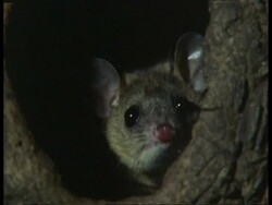 CU female Grey short-tailed Opossum peeping out of nest in tree trunk Stock Footage