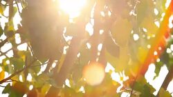 Moving of Buddhist Tree Leafs Stock Footage