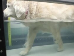 Senior Golden Retriever Hydrotherapy Exercise Stock Footage