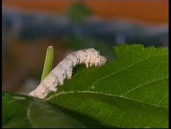 Silkworm, Bombyx mori, feeding on leaf, soft focus colourful background, CU, Israel Stock Footage