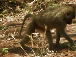Baboon (Papius sp.) eating grass, Lake Manyara, Tanzania Stock Footage