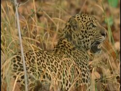 MS Leopard (Panthera pardus) standing in long grass, growling, Bandhavgarh National Park, Madhya Pradesh, India Stock Footage