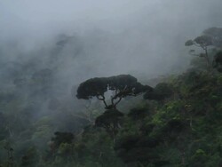Cloud Forrest Stock Footage