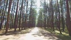 pine tree, running shot Stock Footage