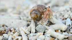 Tiny Hermit crab walk and focus Stock Footage