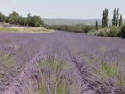 Aerial W/S Lavender Field Stock Footage