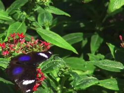 Black iridescent butterfly on red flower Stock Footage