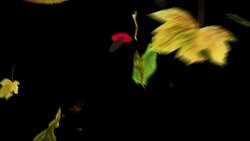 Loop leaves falling video background Stock Footage