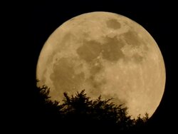 full moon rising behind trees Stock Footage