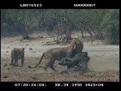 MS Male Lion dragging elephant carcass, lioness walks alongside Stock Footage