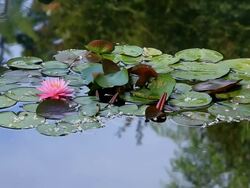(HD) Lilly Pond Stock Footage