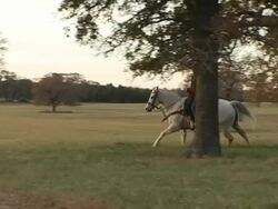 Cowboy Riding through sunset on white horse Stock Footage