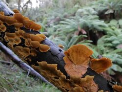 Fungi Dolly Stock Footage